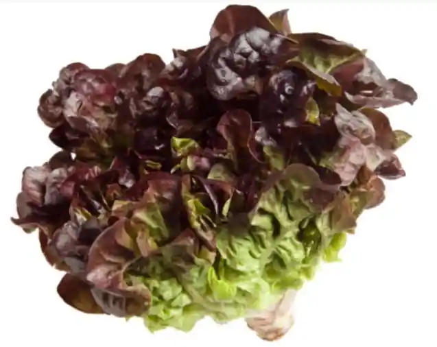 Lechuga Morada