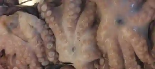 Pulpo