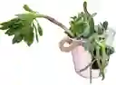 Suculenta Y Cactus En Maceta De Metal Rosada Con Pizarra En Exterior Cactus