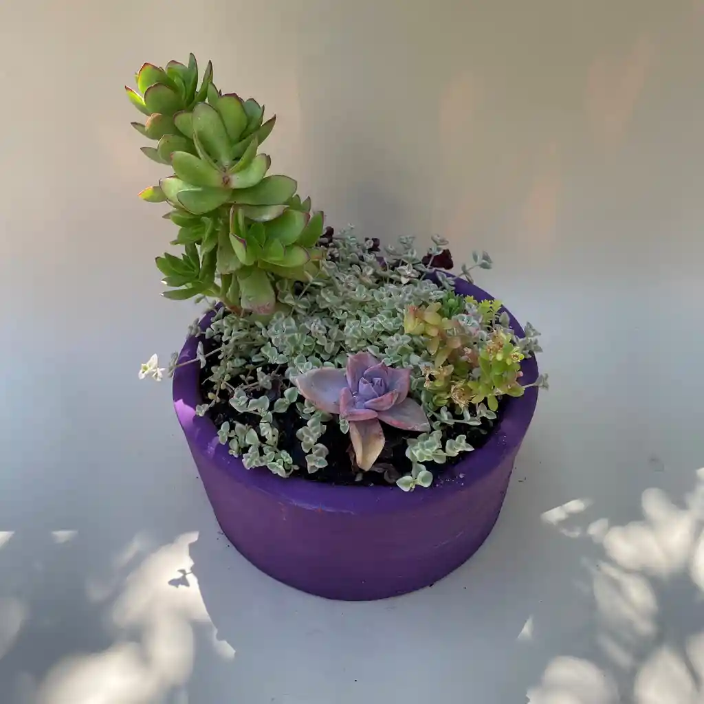 Jardín Rosita Morado