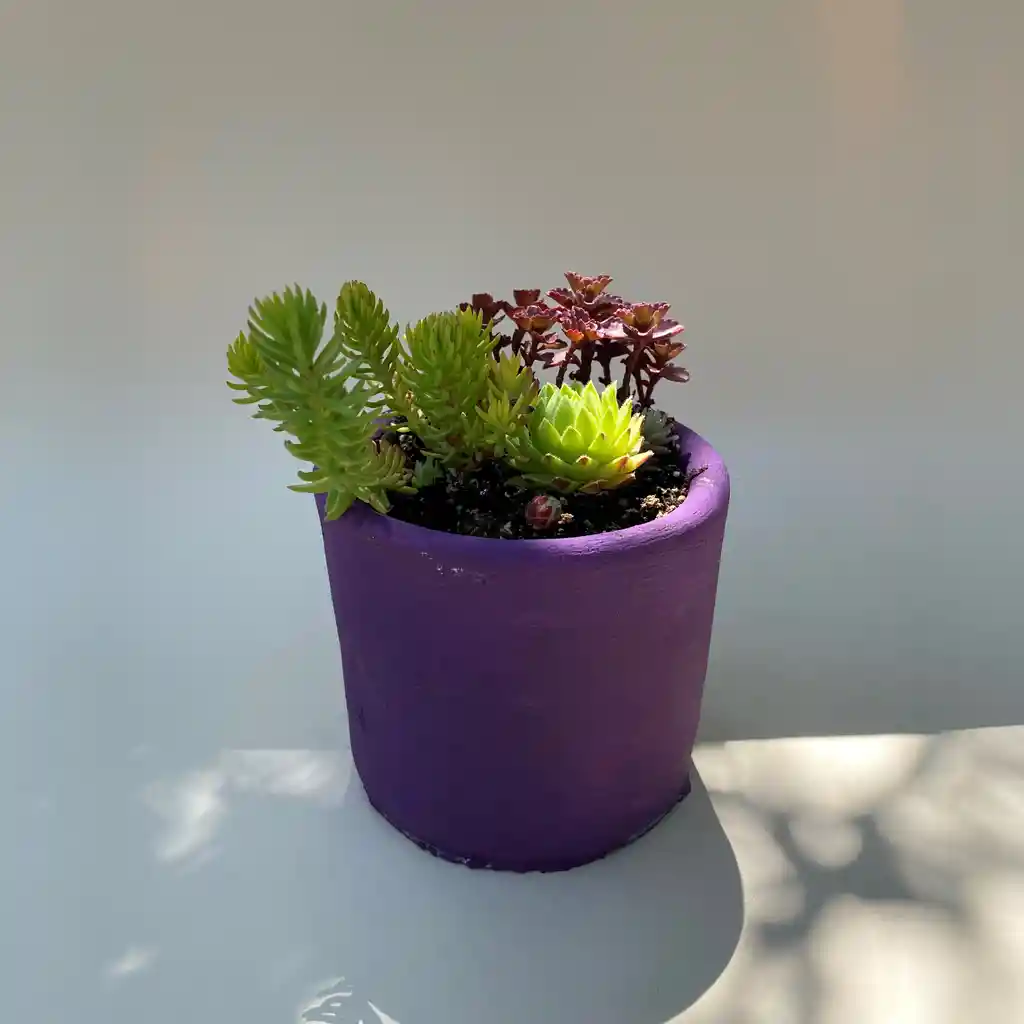 Mini Jardín De Suculentas