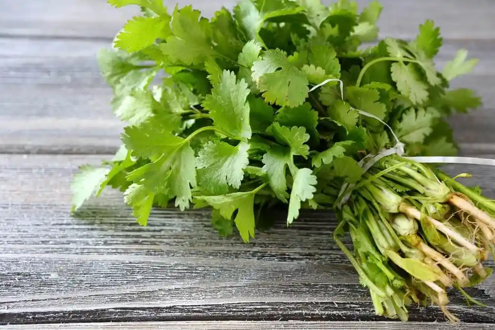 Cilantro (paquete)