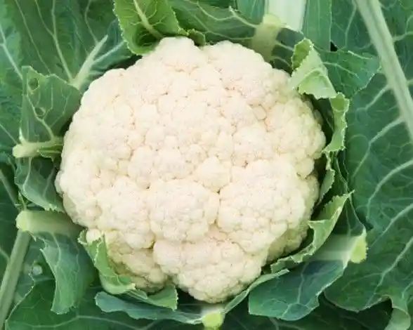 Coliflor (unidad)