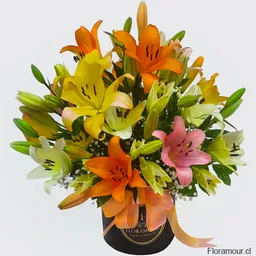 Caja De Liliums Caja Tambor