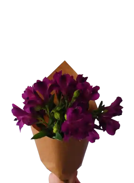 Alstroemelias Violeta X5