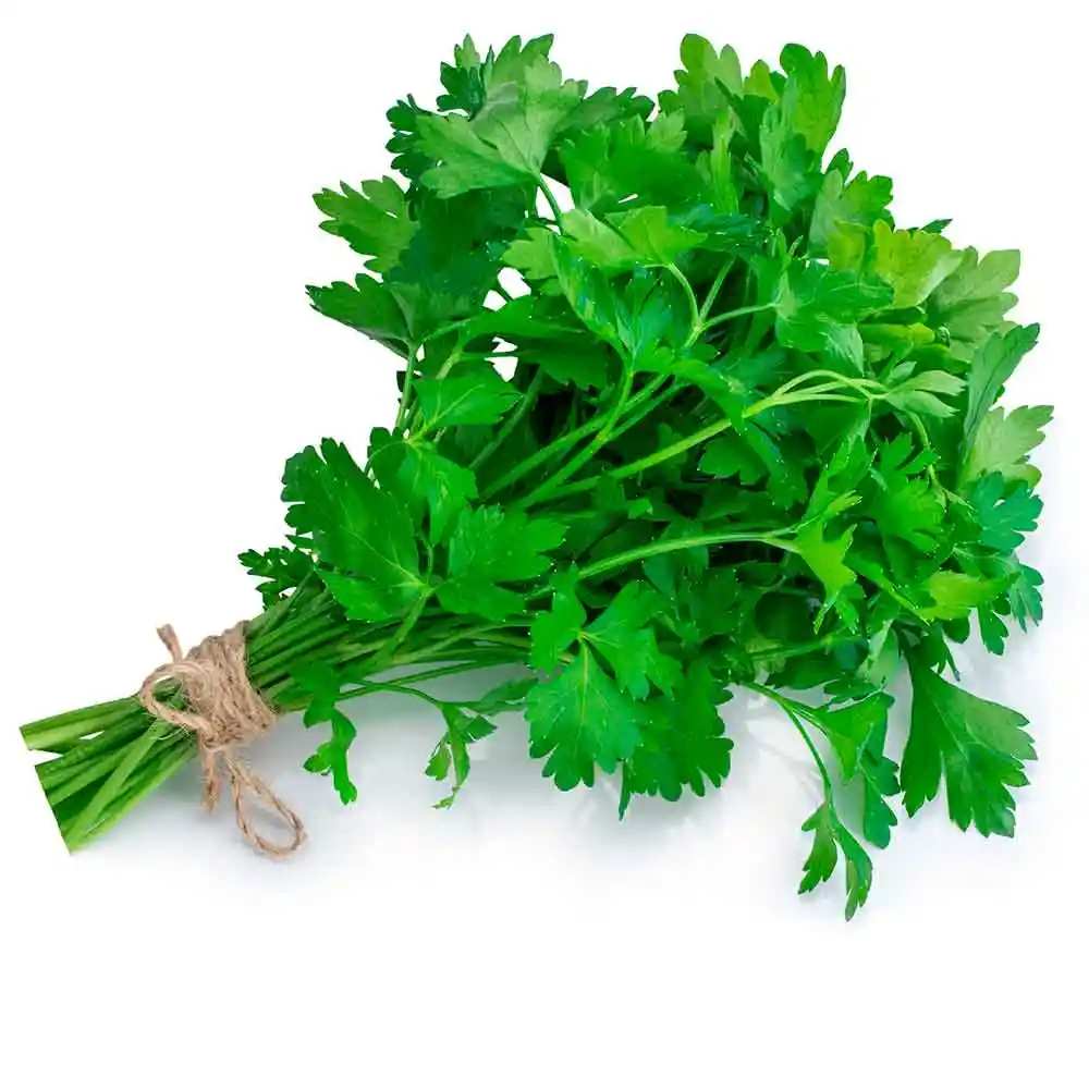 Cilantro