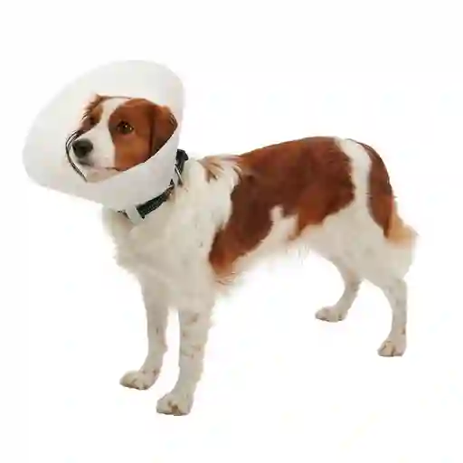 Collar Isabelino Buster 25 Cm