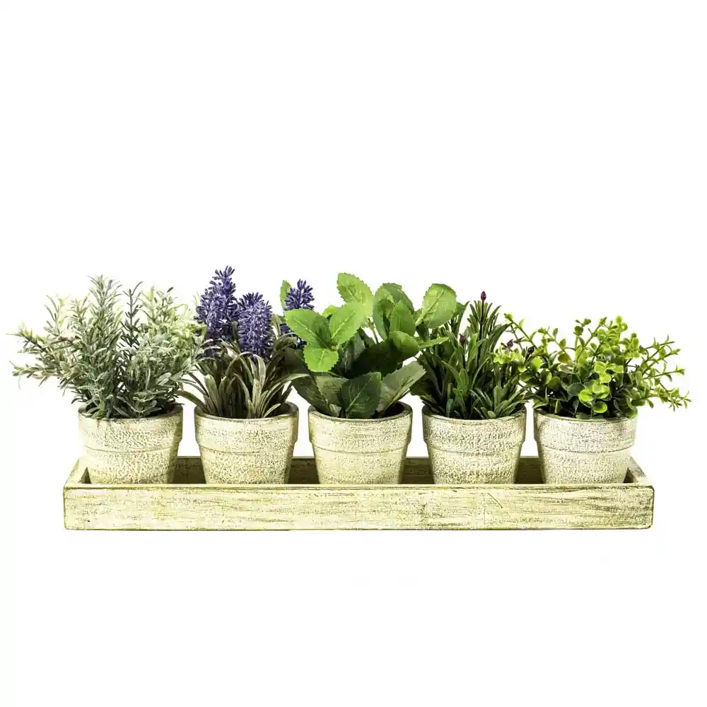 Deco 5 Plantas En Bandeja