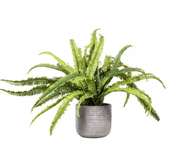 Helecho En Macetero De Cemento