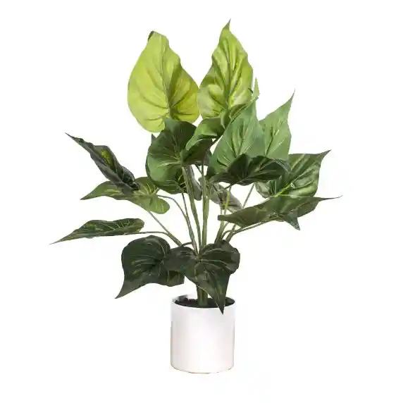 Anthurium 40 Cm 18 Hojas