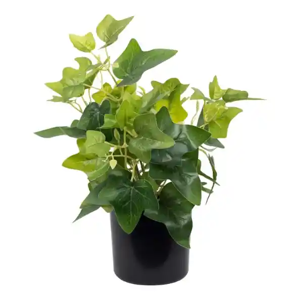 Hiedra En Macetero 35 Cm