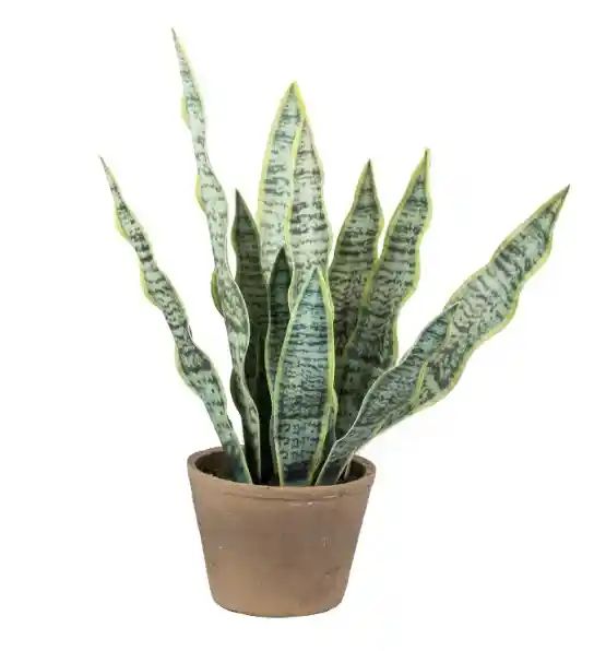 Sansevieria En Macetero