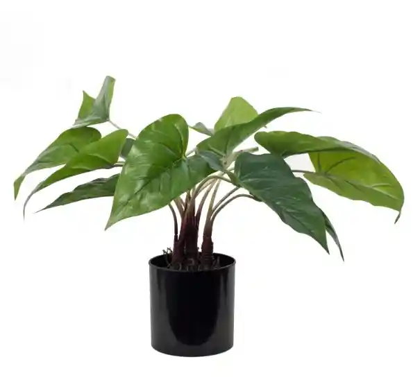 Anthurium Raices 40 Cm 14 Hojas