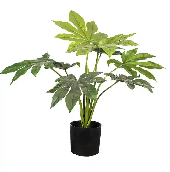 Planta De Papaya 50 Cm 8 Hojas