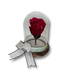 Rosa Preservada En Cupula