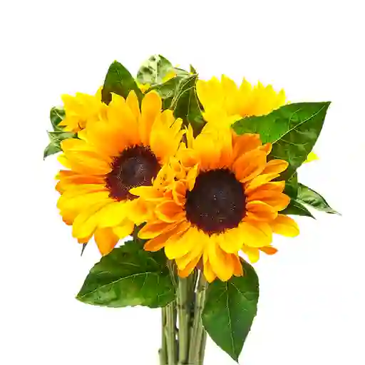 Ramo 6 Girasoles