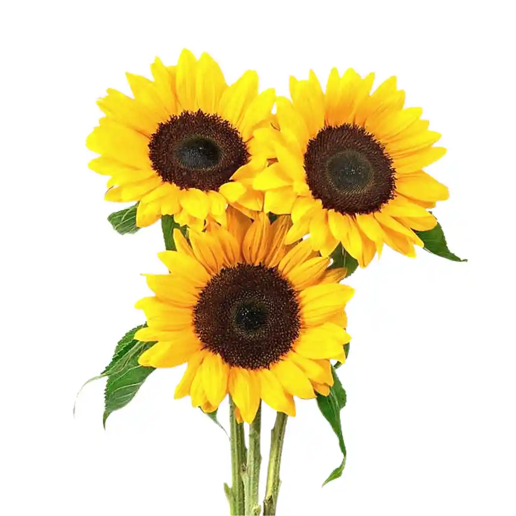 Ramo Premium De 3 Girasoles Grandes