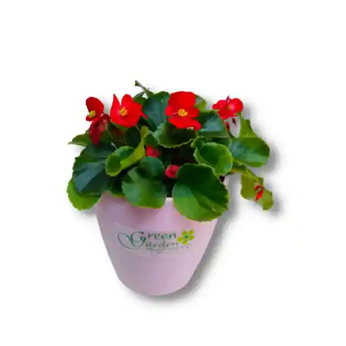 Begonia Pórcelana Roja