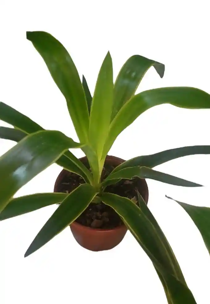 Yuca Variegada S