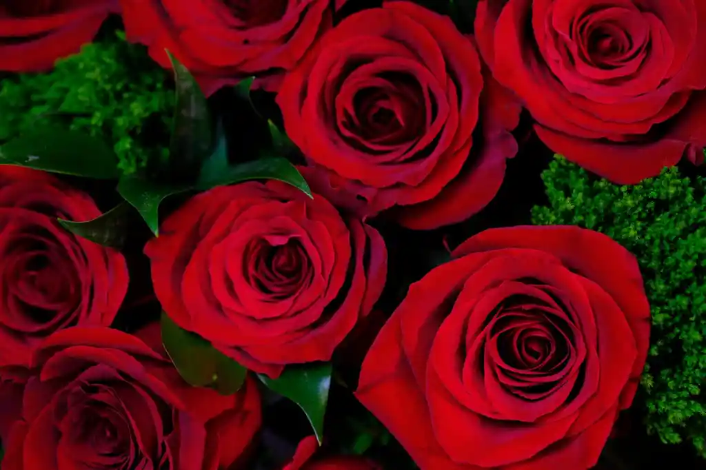 Ramo 12 Rosas Rojas