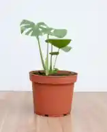 Monstera Deliciosa
