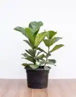 Ficus Lyrata Macetero Plastico