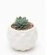 Suculenta Esfera Blanca Calada