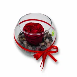 Rosa Preservada En Pecera Rojo