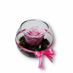 Rosa Preservada En Pecera Rosado