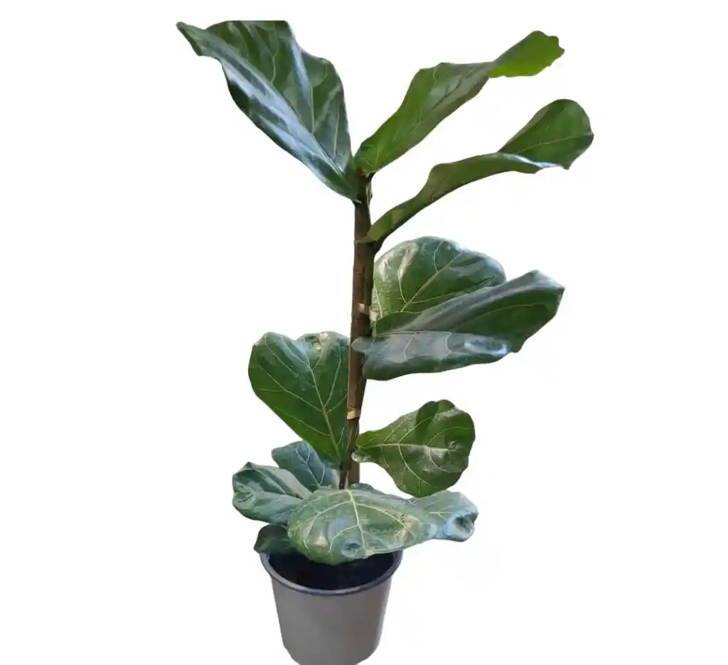 Ficus Lyrata Gomero Pera L