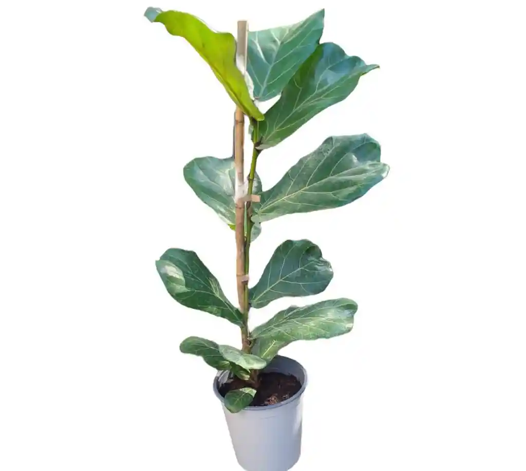 Ficus Lyrata Gomero Pera L