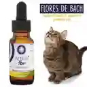 Flores De Bach Para Gatos - Adaptación A Nuevos Ambientes