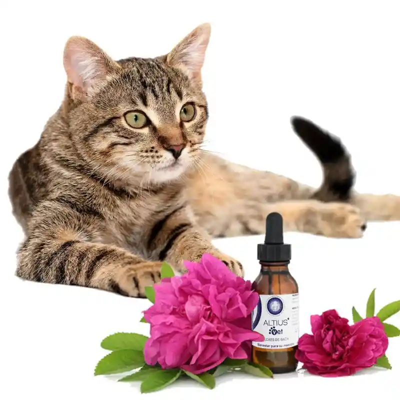 Flores De Bach Para Gatos - Adaptación A Nuevos Ambientes