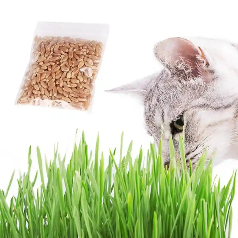 Semillas Pasto De Trigo Para Gatos