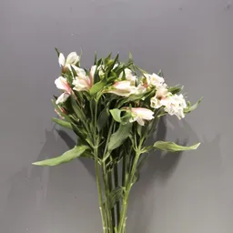 Alstroemeria Nacional