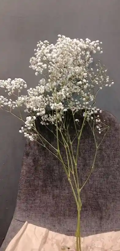 Ramo Gypsophilia