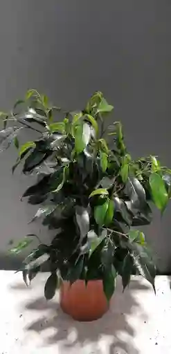 Ficus Mediano