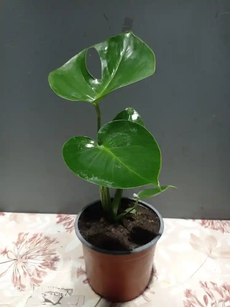 Monstera Mediana