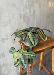 Maranta Leuconeura