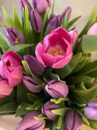 15 Tulipanes Frescos Color Mixto
