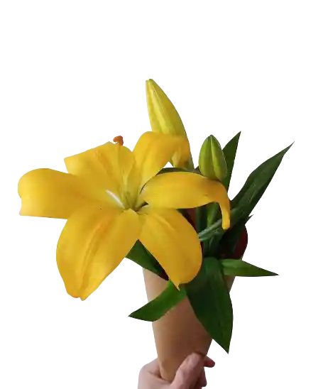 Lilium Amarillo