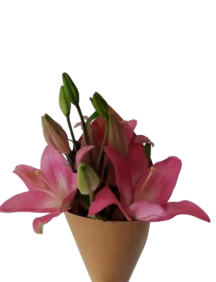 3 Lilium Rosados