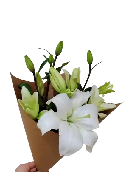 3 Lilium Blanco