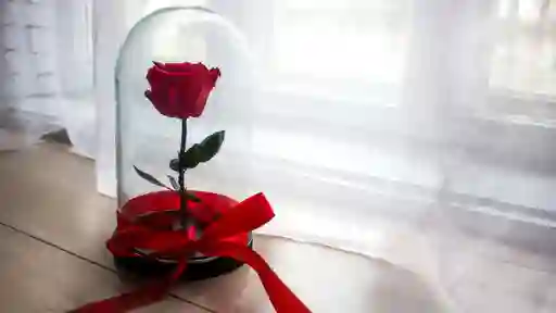 Rosa Preservada En Cupula