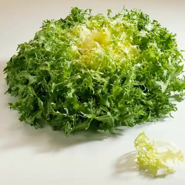 Lechuga Achicoria Und