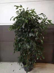 Ficus Xxl