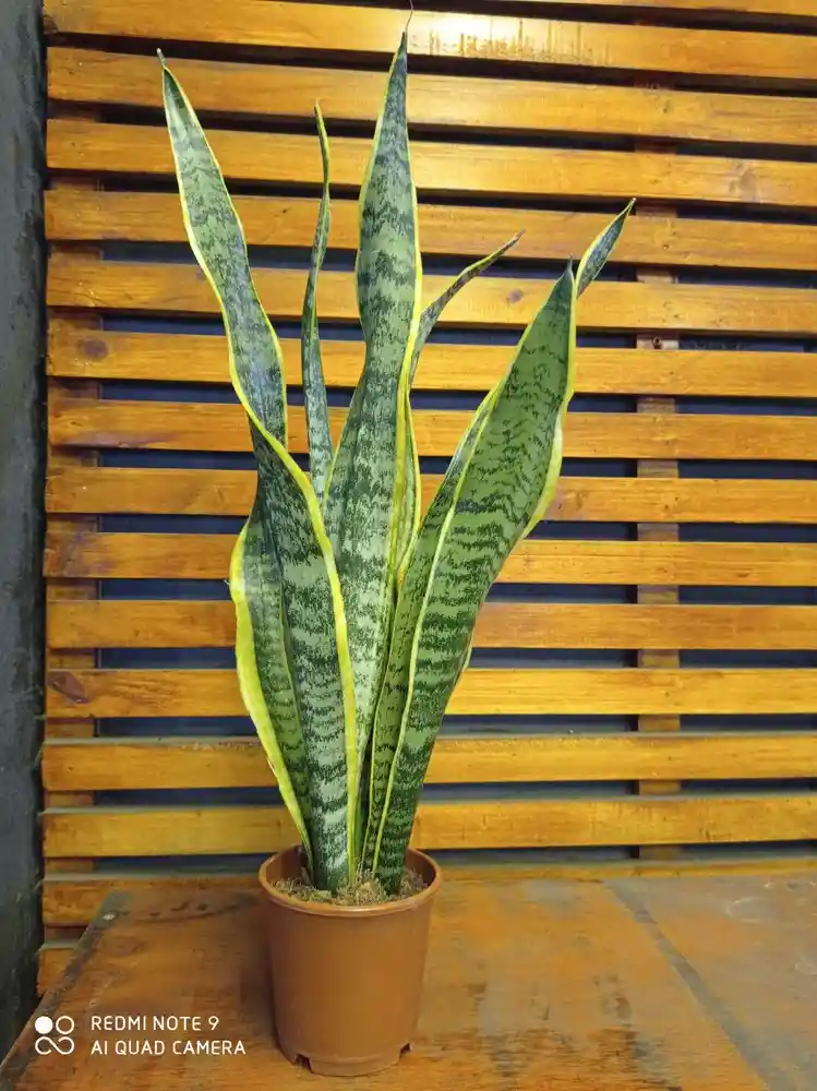 Sansevieria