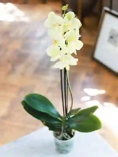 Úrsula Amarilla (orquídea Grande)