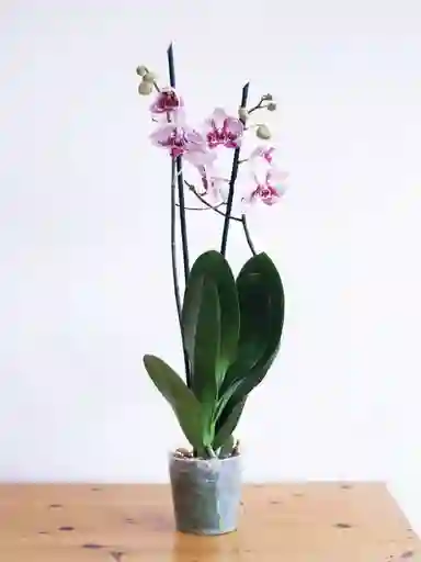 Úrsula Blanca Con Fucsia (orquídea Grande)