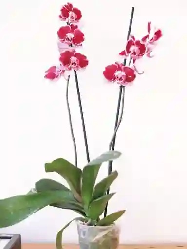 Úrsula Fucsia (orquídea Grande)